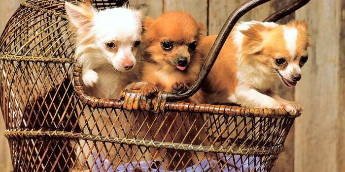 1024x768 Cute Chihuahua for your Computer Desktop