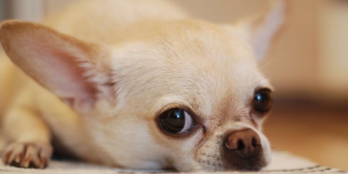 3840x2571 3111243 adorable, animal, canine, chihuahua, close up, cute, dog
