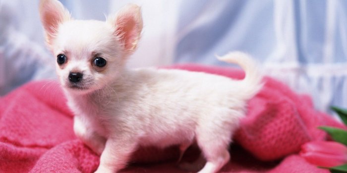 1600x1200 Gorgeous Chihuahua - Chihuahuas Wallpaper (16750836) - Fanpop