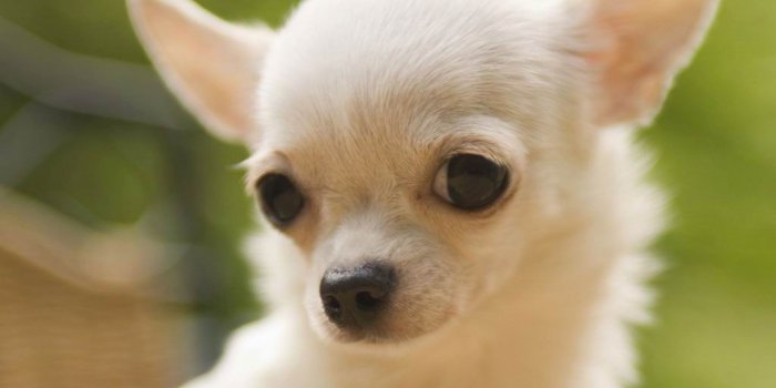 1024x768 Chihuahua breed Dogs - Pets Cute and Docile