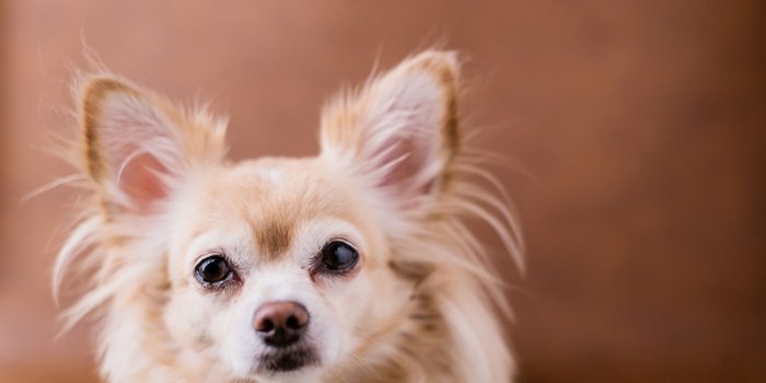 2560x1600 Download wallpapers Chihuahua, small white dog, pets, decorative