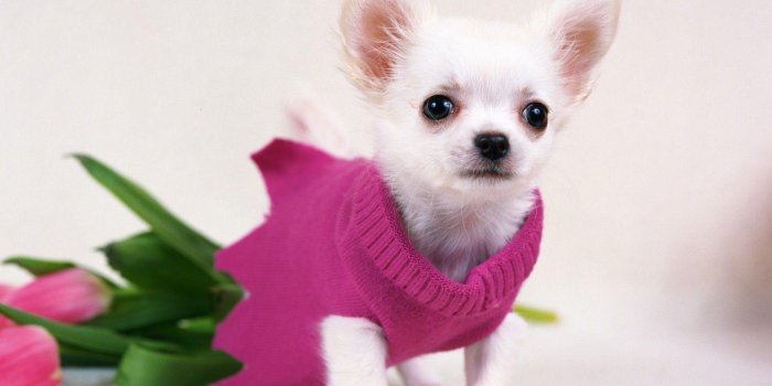 1920x1440 Chihuahua Wallpapers