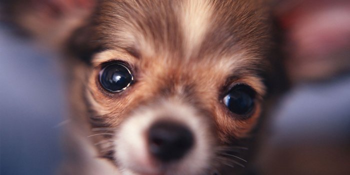 1680x1050 Image detail for -Chihuahua Puppy World Desktop Photography