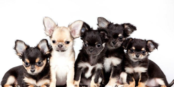 3000x1911 Chihuahua Images For Computer - Chihuahua Puppies Free Wallpaper