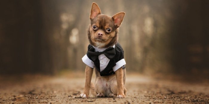 1332x850 Wallpaper road, look, nature, Park, background, clothing, dog, baby