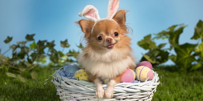 1920x1080 Easter Chihuahua portrait photo and wallpaper. Beautiful Easter