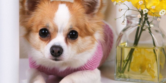 1024x768 Cute Chihuahua Wallpaper for your Computer Desktop