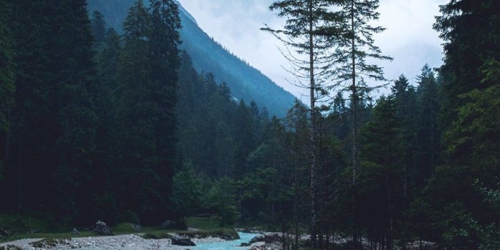 1080x1948 julia on HD Wallpapers in 2019 | Forest wallpaper iphone