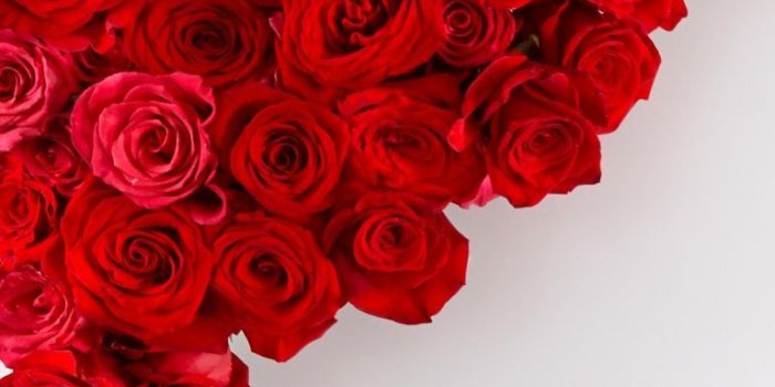 768x1152 Red Roses On White Background ❤ 4k Hd Desktop Wallpaper - White And
