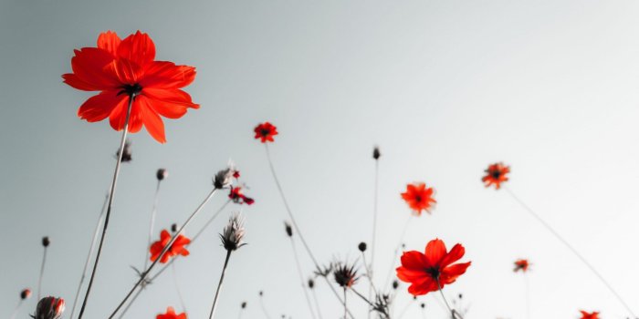 1920x1263 Black And Red Flower Wallpaper - (32+ images)