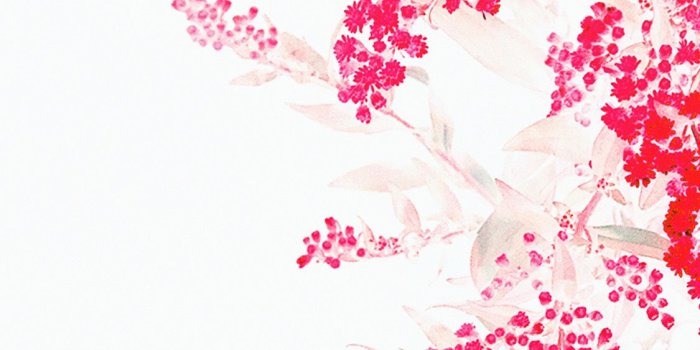 1125x2436 iPhoneXpapers.com | iPhone X wallpaper | an60-apple-red-white-flower