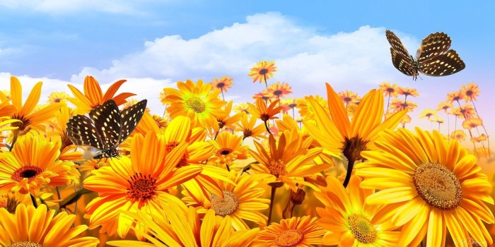 1920x1080 Sunflowers and Butterflies HD Wallpaper | Background Image