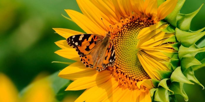 1920x1200 Animals Sunflower Butterfly on a sunflower Butterfly HD Wallpapers