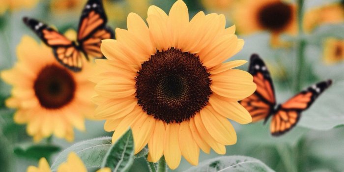 1638x2048 Sunflowers, butterfly, pastel, pink, bricks iPhone, wallpaper, cute