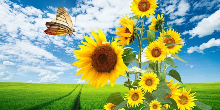 1920x1200 Sunflowers and Butterfly HD Wallpaper | Background Image | 1920x1200