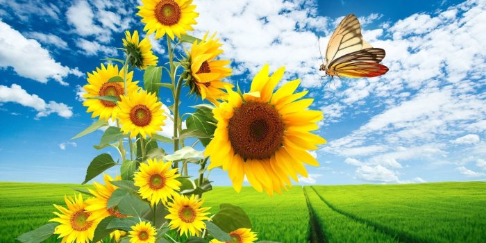 1920x1200 sunflowers and butterflies | Sunflower Butterfly - Free Wallpapers