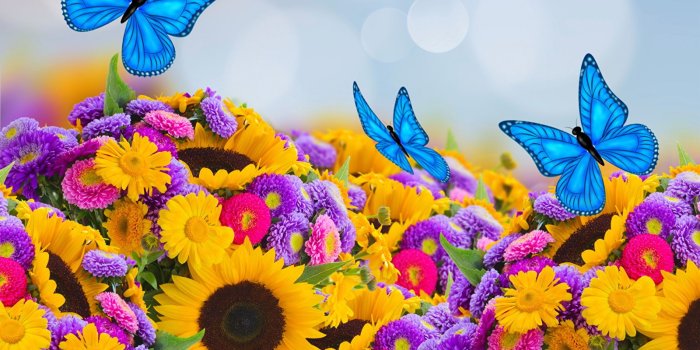 1600x1200 Pictures Butterflies Asters Flowers Helianthus Many 1600x1200