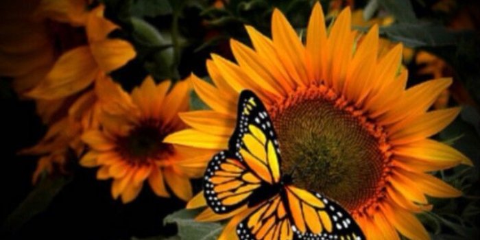 720x1280 Kathy Vena on Wallpaper in 2019 | Butterfly wallpaper