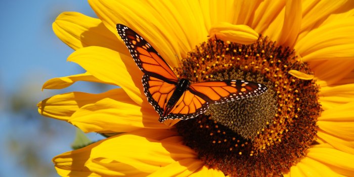 3872x2592 monarch butterfly wallpaper | ololoshenka | Butterfly, Monarch