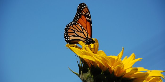 3872x2592 1778 butterfly on sunflower wallpaper desktop free | Butterfly hd