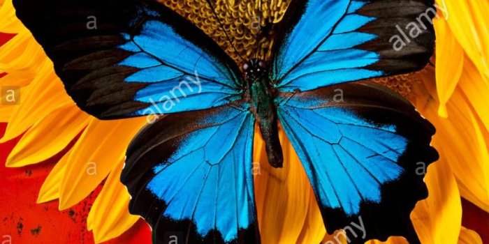 864x1390 Blue butterfly on sunflower on red background Stock Photo: 19581951