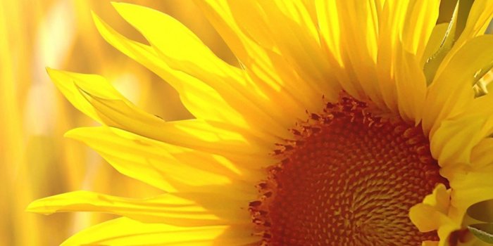 1615x3246 3D Sunflower Butterflies 1474 Stair Risers | AJ Wallpaper