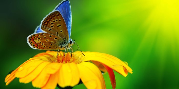 3682x2445 Butterfly Wallpaper on Sunflower -