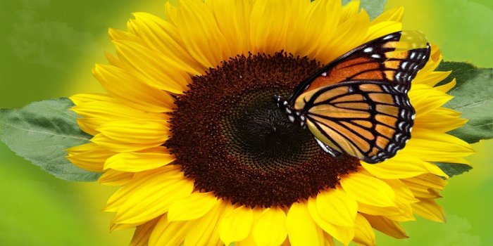 1920x1080 Butterfly on Sunflower Wallpaper - Wallpaper Stream