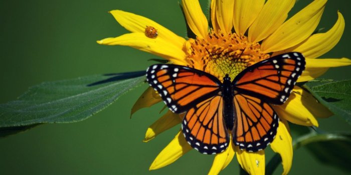 1332x850 Wallpaper macro, insects, butterfly, ladybug, sunflower, beetle, The