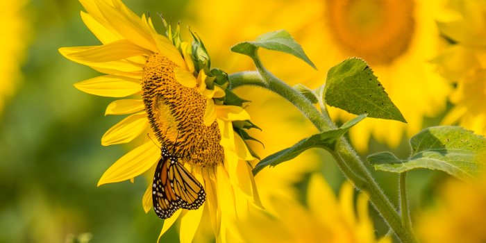 6000x4000 Download 6000x4000 Sunflowers, Butterfly, Close-up, Petals