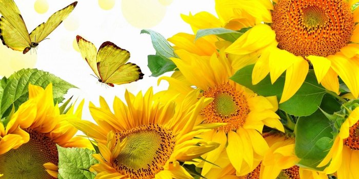 1680x1080 Golden Glories Autumn Flowers Butterfly Designs Creative Pre Colors