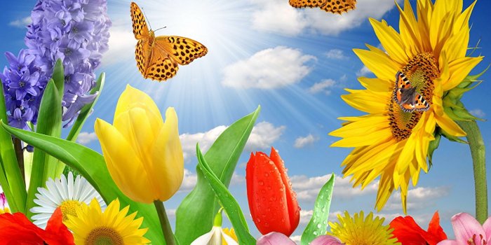 1312x1024 Desktop Wallpapers Rays of light Butterflies Tulips Flowers