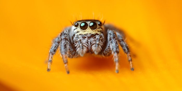 3888x2592 46+] Cute Spider Wallpaper on WallpaperSafari