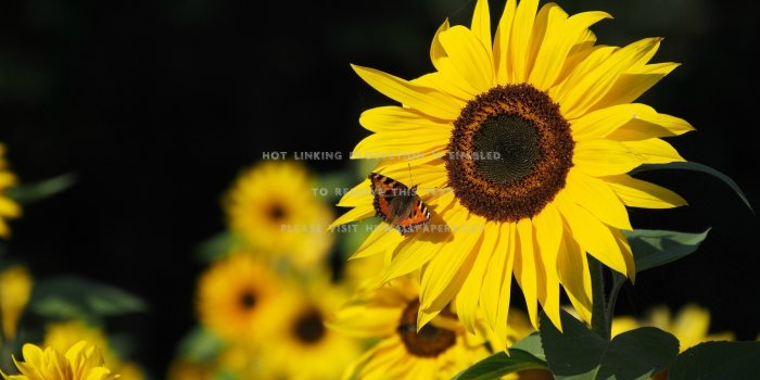 2880x1800 sunflowers butterfly nature