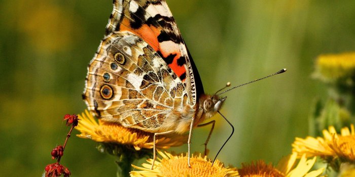 3840x2160 Butterfly on Sunflower 4K Wallpaper | HD Wallpapers