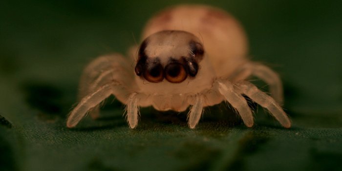 1920x1200 1920x1200] Cute Spider : wallpaper