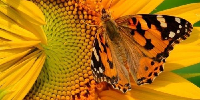 768x1024 Butterfly On Sunflower HD Desktop Wallpapers : High Definition