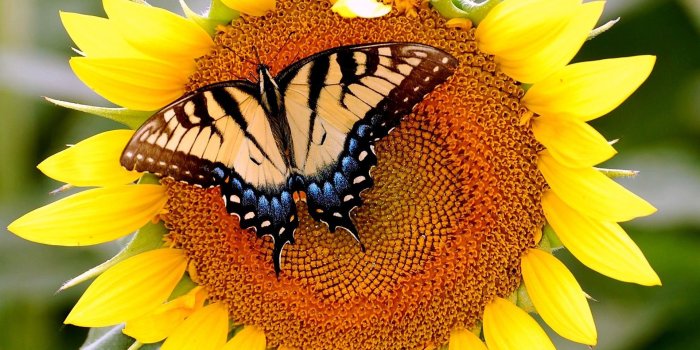 1920x1200 butterfly, Sunflowers, Flower, Wings, Nature Wallpapers HD / Desktop
