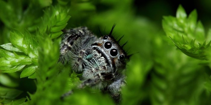 1920x1080 Spider Wallpapers | Best Wallpapers