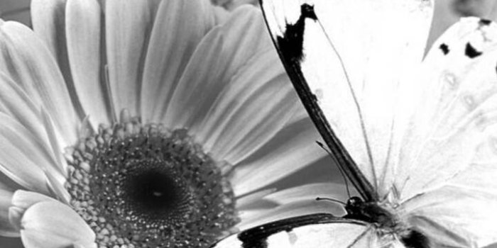 720x1280 Butterfly sunflower Wallpaper by zzzhelle - b8 - Free on ZEDGE™