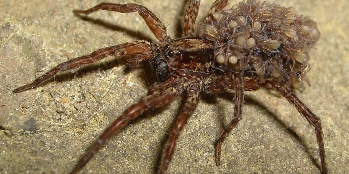 1152x864 Spider Wallpapers