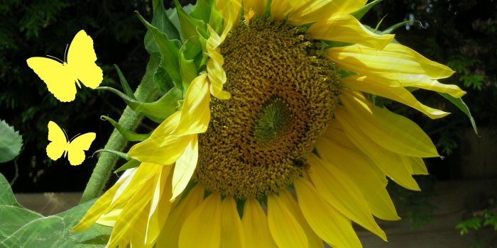2560x1600 Sunflowers – Barbaras HD Wallpapers