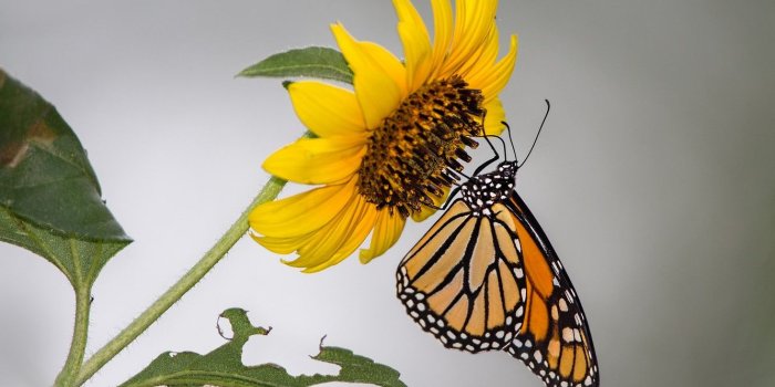 1332x850 Wallpaper flower, butterfly, sunflower, moth, monarch images for
