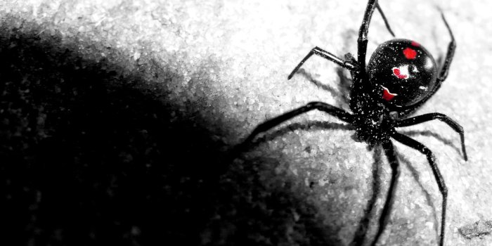 1920x1080 Spider Wallpaper 24 - 2193 X 1195