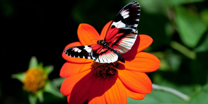 1920x1200 Butterfly On Red Flower (#249672) - HD Wallpaper Download