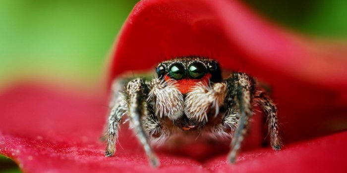 1680x1050 46+] Cute Spider Wallpaper on WallpaperSafari