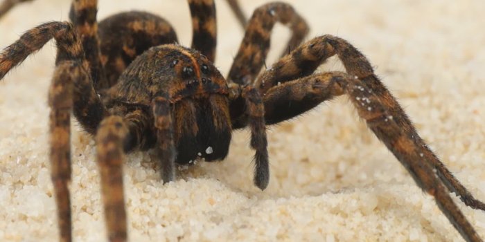 1920x1080 66+ Scary Spider Wallpapers on WallpaperPlay