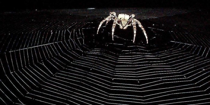 1152x864 Best 49+ Spider Wallpaper on HipWallpaper | Spider Web Wallpaper