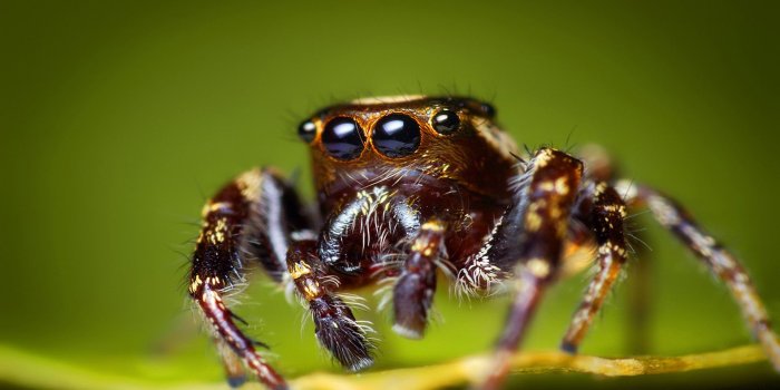 1920x1080 Spider Wallpapers | Best Wallpapers