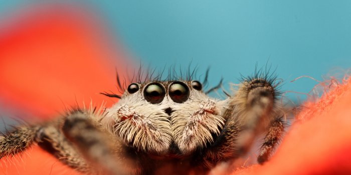 5184x3456 46+] Cute Spider Wallpaper on WallpaperSafari